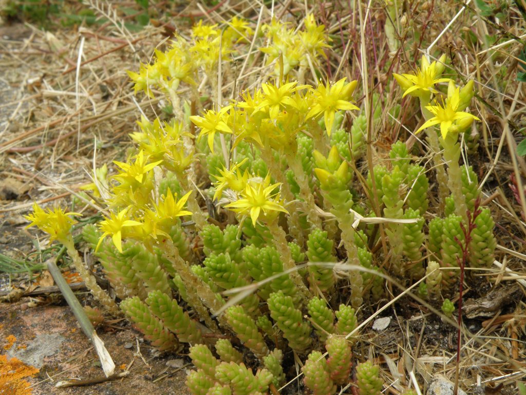 Sedum acre